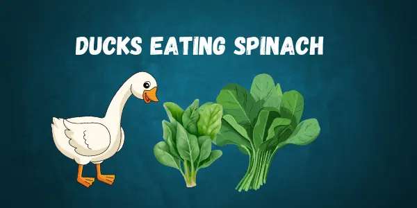 Feeding Your Ducks Spinach With A Lot Of Health Benefits and Safety Tips